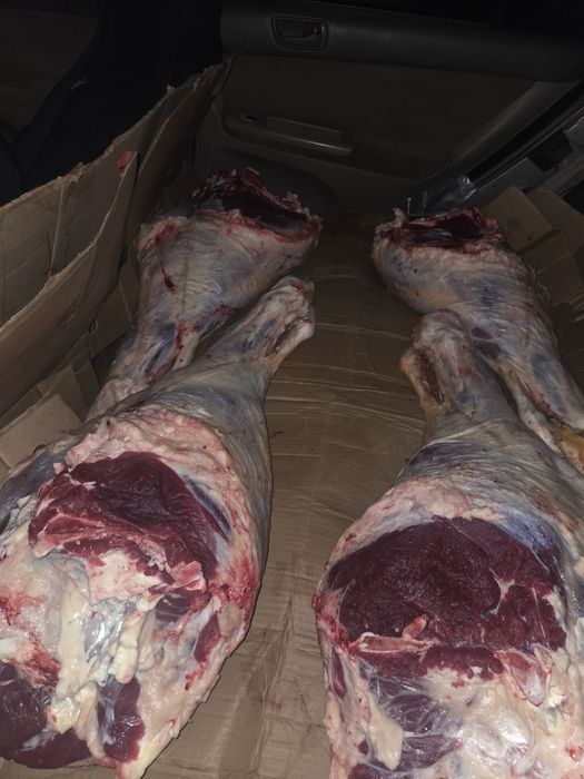 Согым iрi кара тайынша