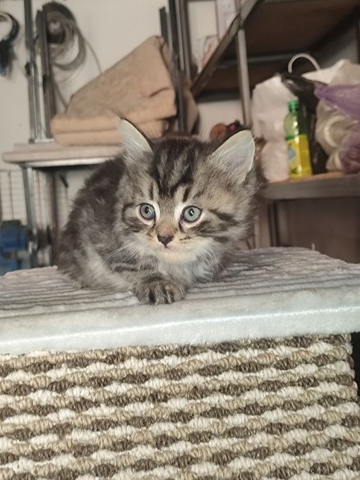 Сибирские котики