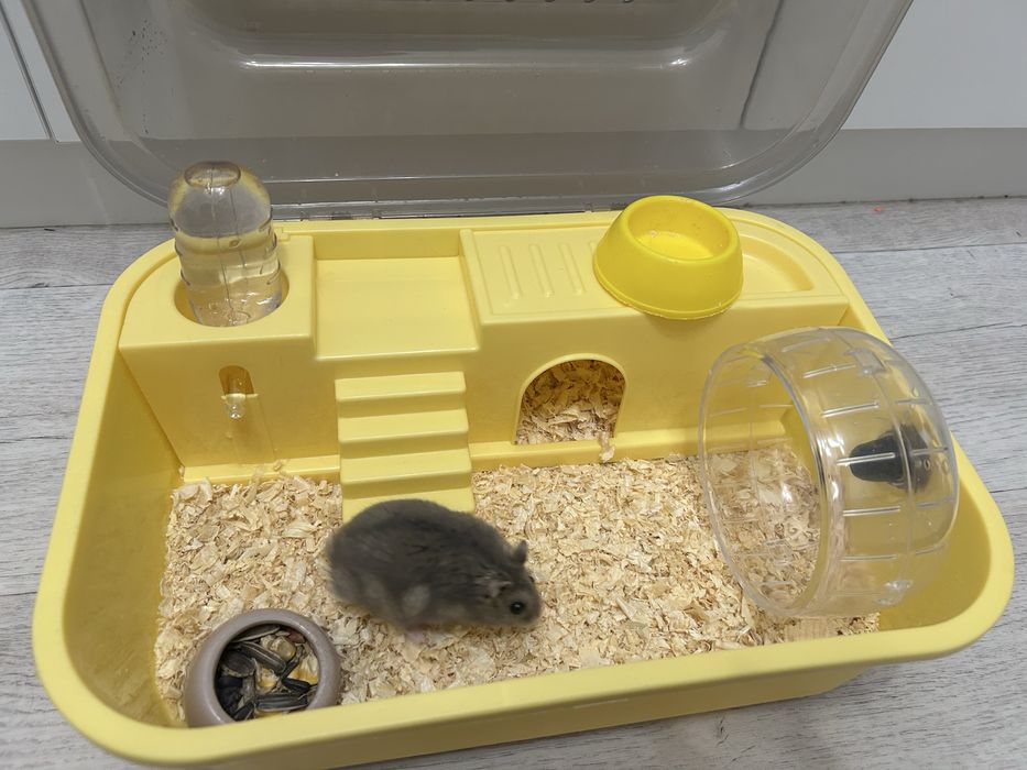 Продаю хомяка с клеткой