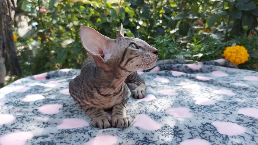 Котята Петерболды