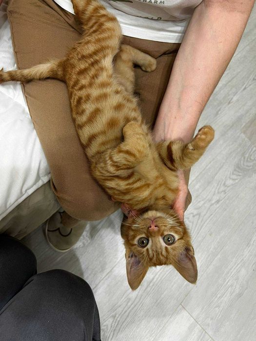 pui de pisica gratis