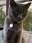 British shorthair