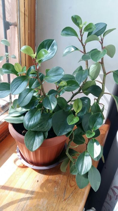 Пеперомия туполистная