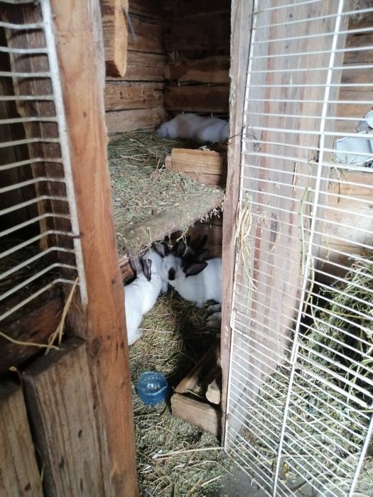 Vând iepuri Uriaș de Transilvania