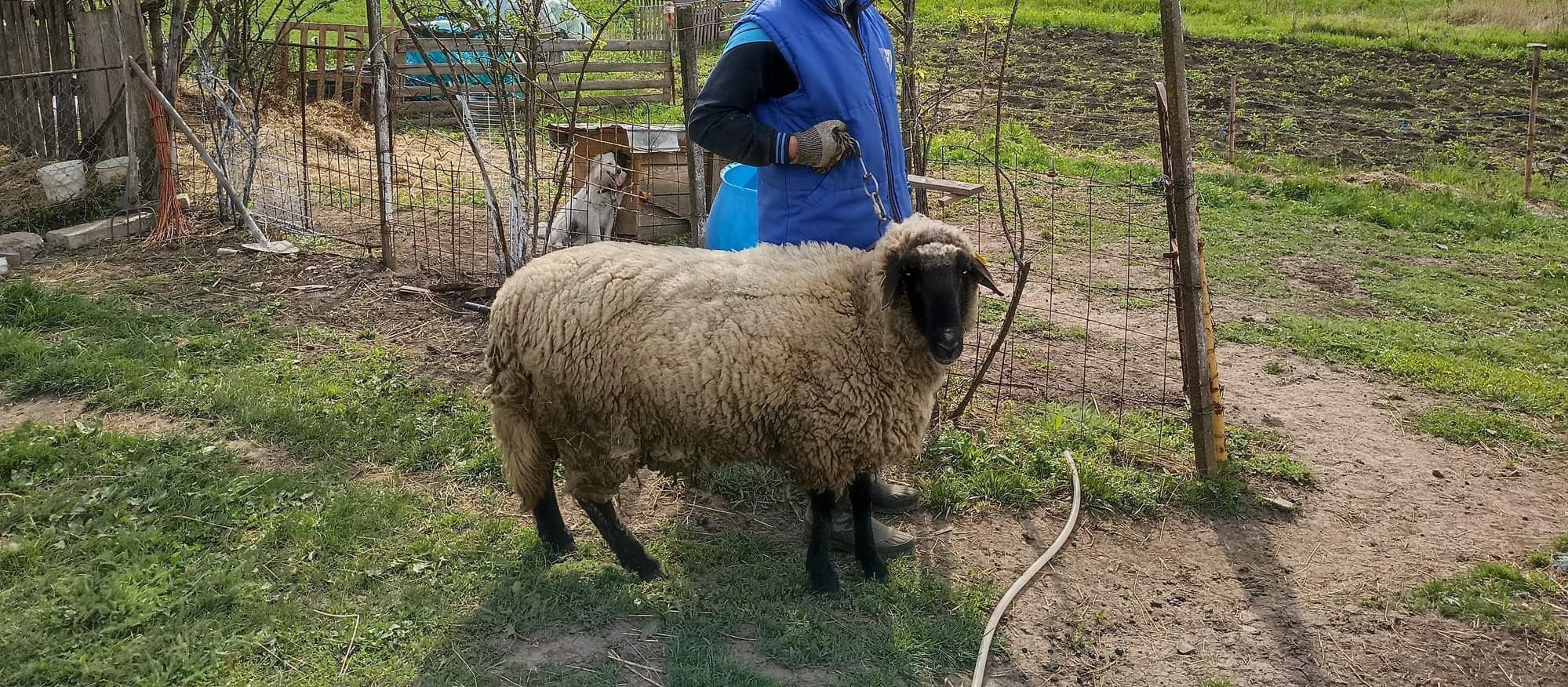 Vând 5 oi,1 berbec și 4 mieluțe carabase de Teleorman