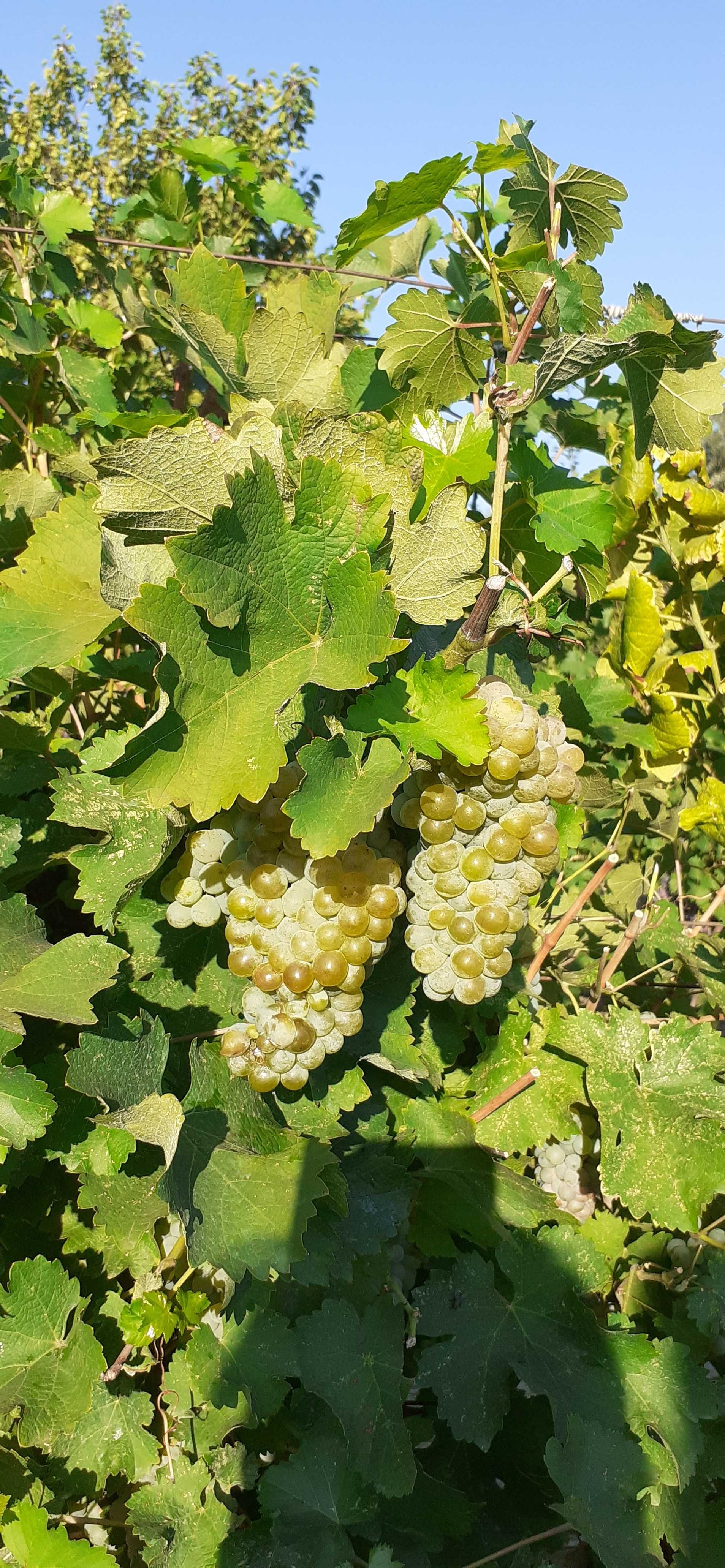 Vand struguri de vin excelenti