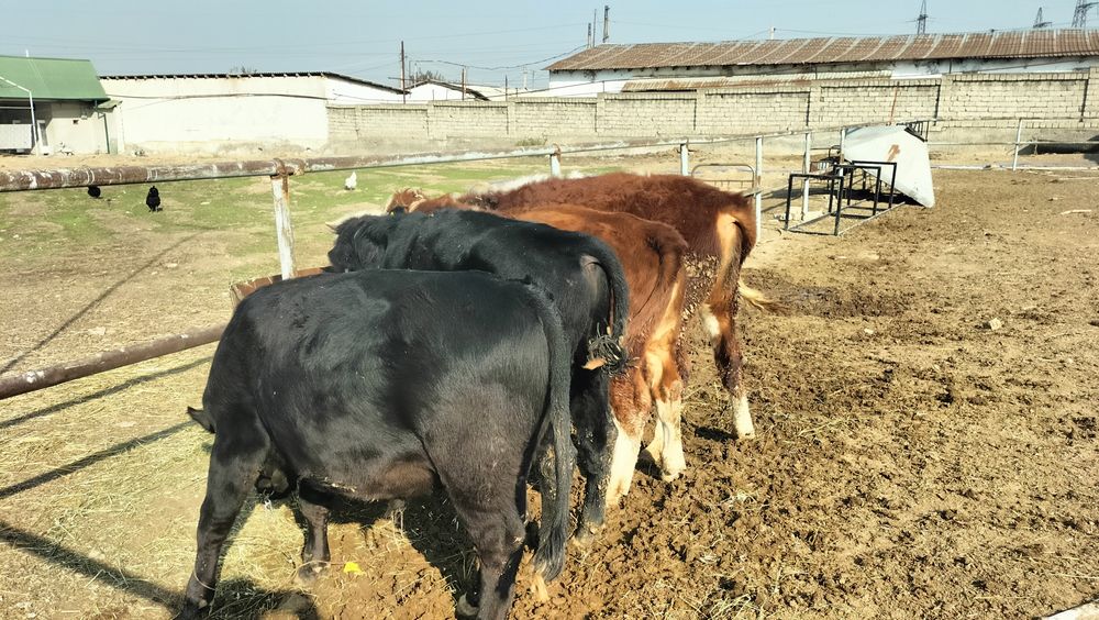 Продаются породистые бычки