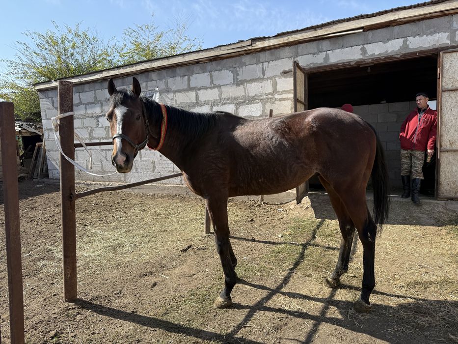 Лошади чистокровные