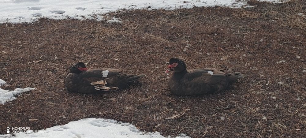 Продам домашних уток