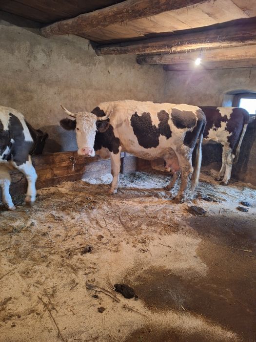 Vând vaci cu lapte si juninci