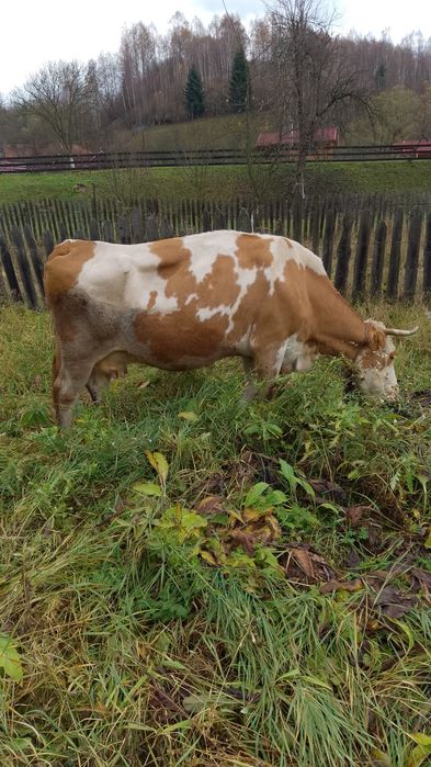 Vaci de vinzare de lapte