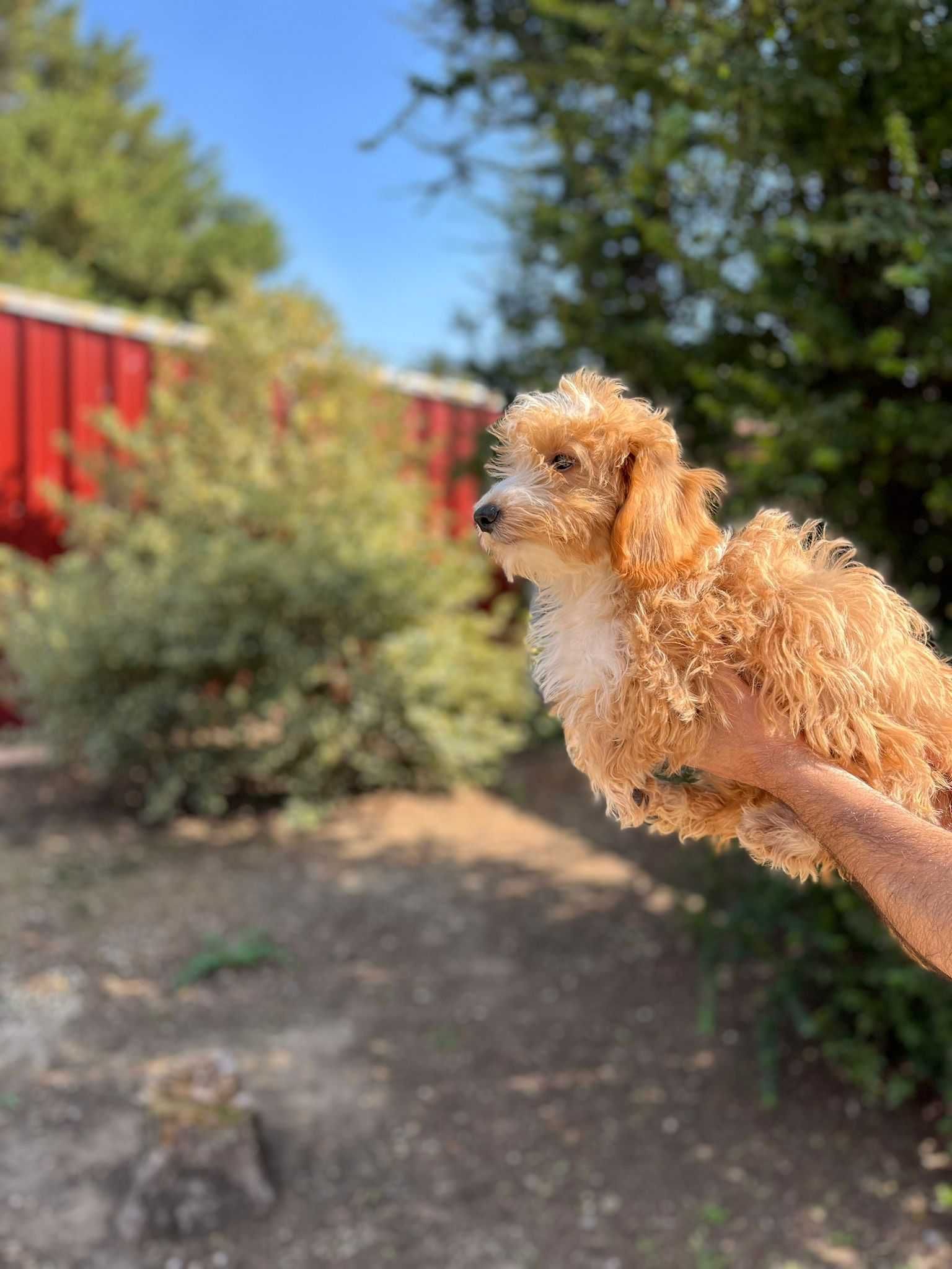 Pui Maltipoo femela