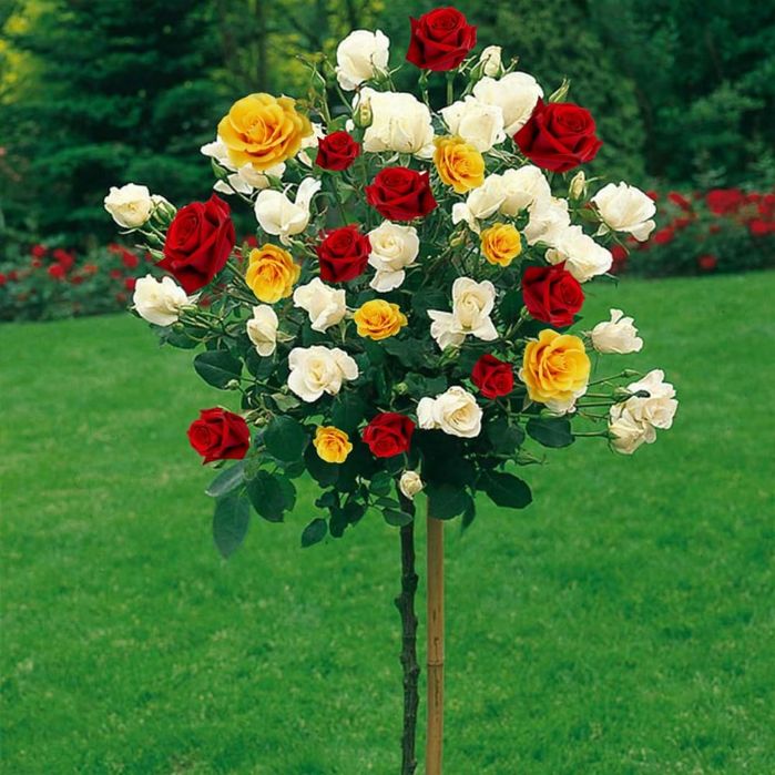 Pomi Ornamentali  trandafiri  trio tip pom