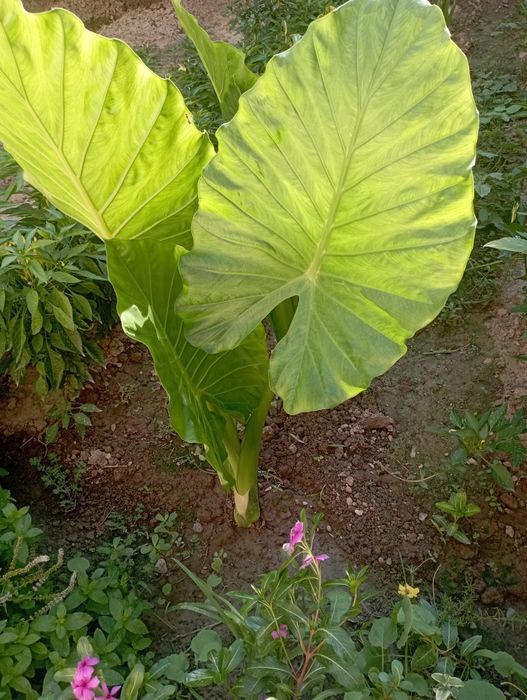 Цветкы АРМА для огорода.