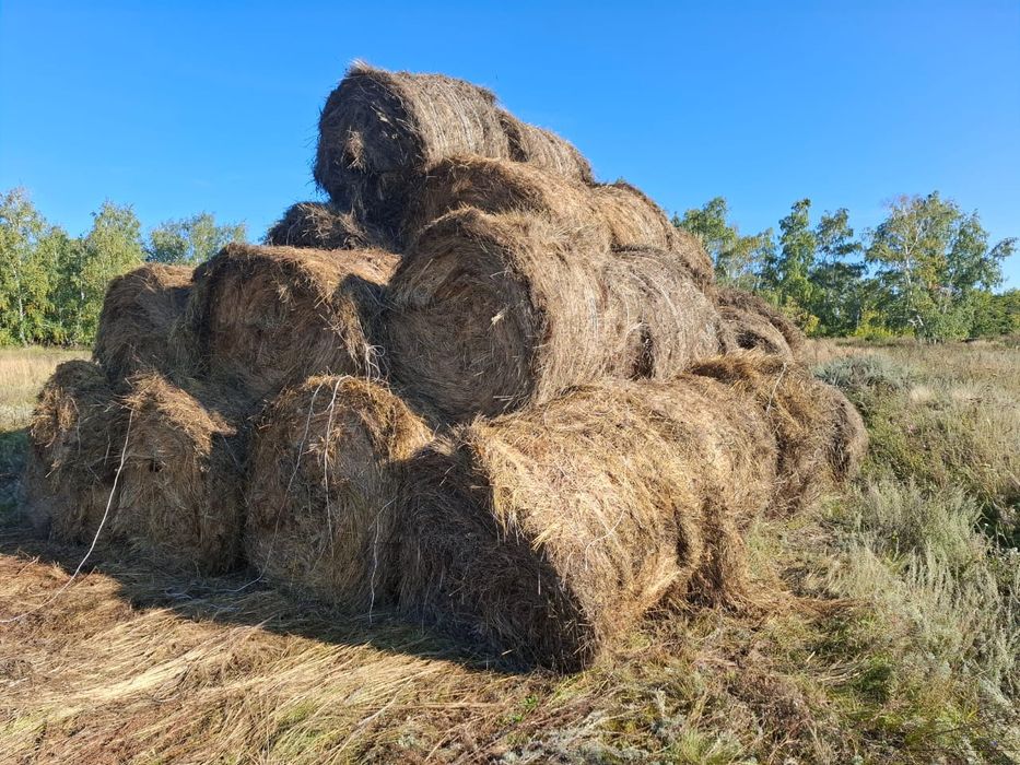 Продам сено в рулонах