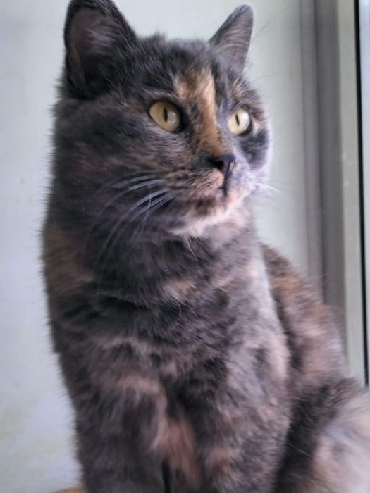 Кошечка ищет дом