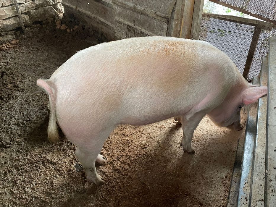 Продавам прасе над 200 кила