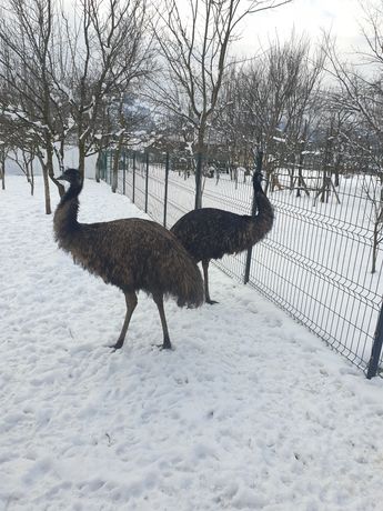 Vand Emu detalii în privat,preț negociabil