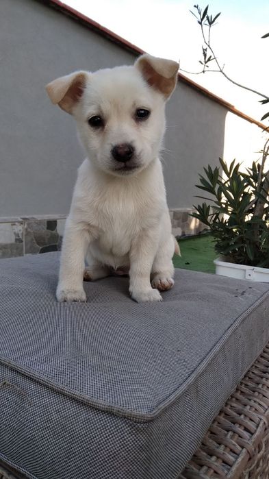 Бели пинчери на два месеца