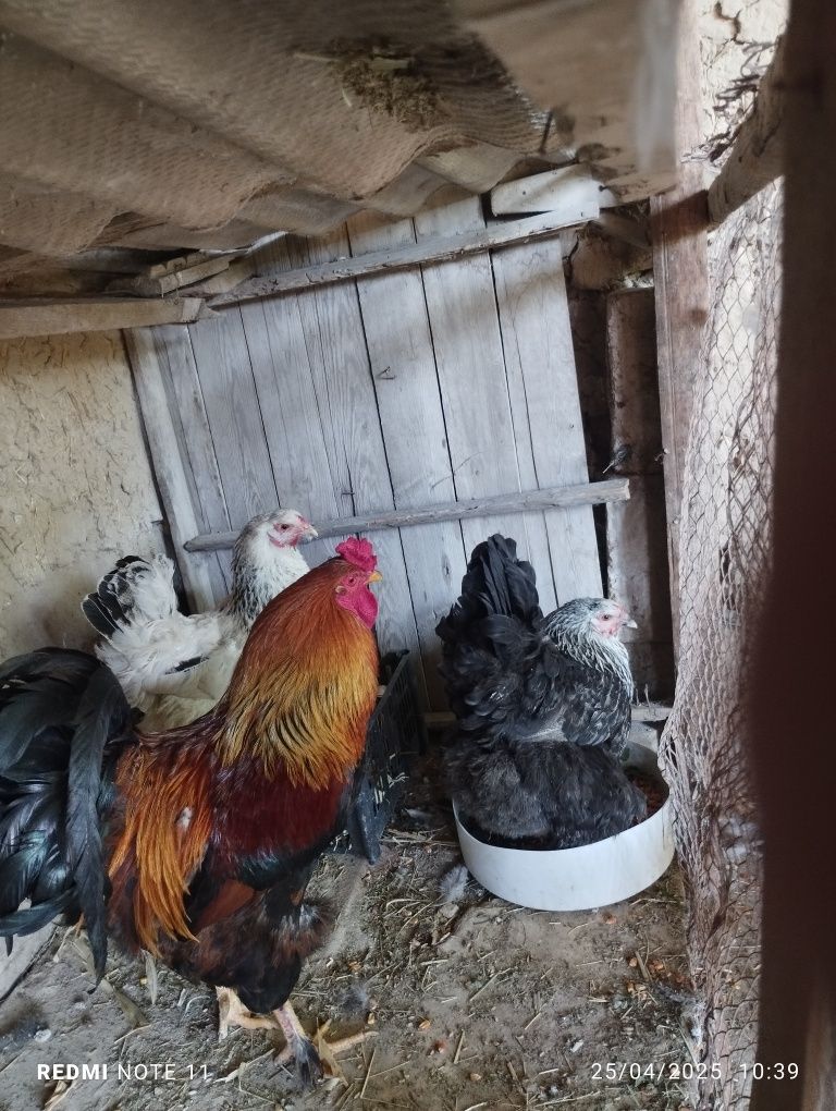 Birama tovulani tuxumi bor ochirishga