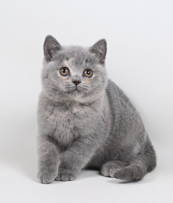 Pisicuța British  Shorthair   blue cream tortie cu pedigree