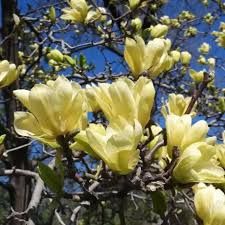Magnolie Yellow Bord