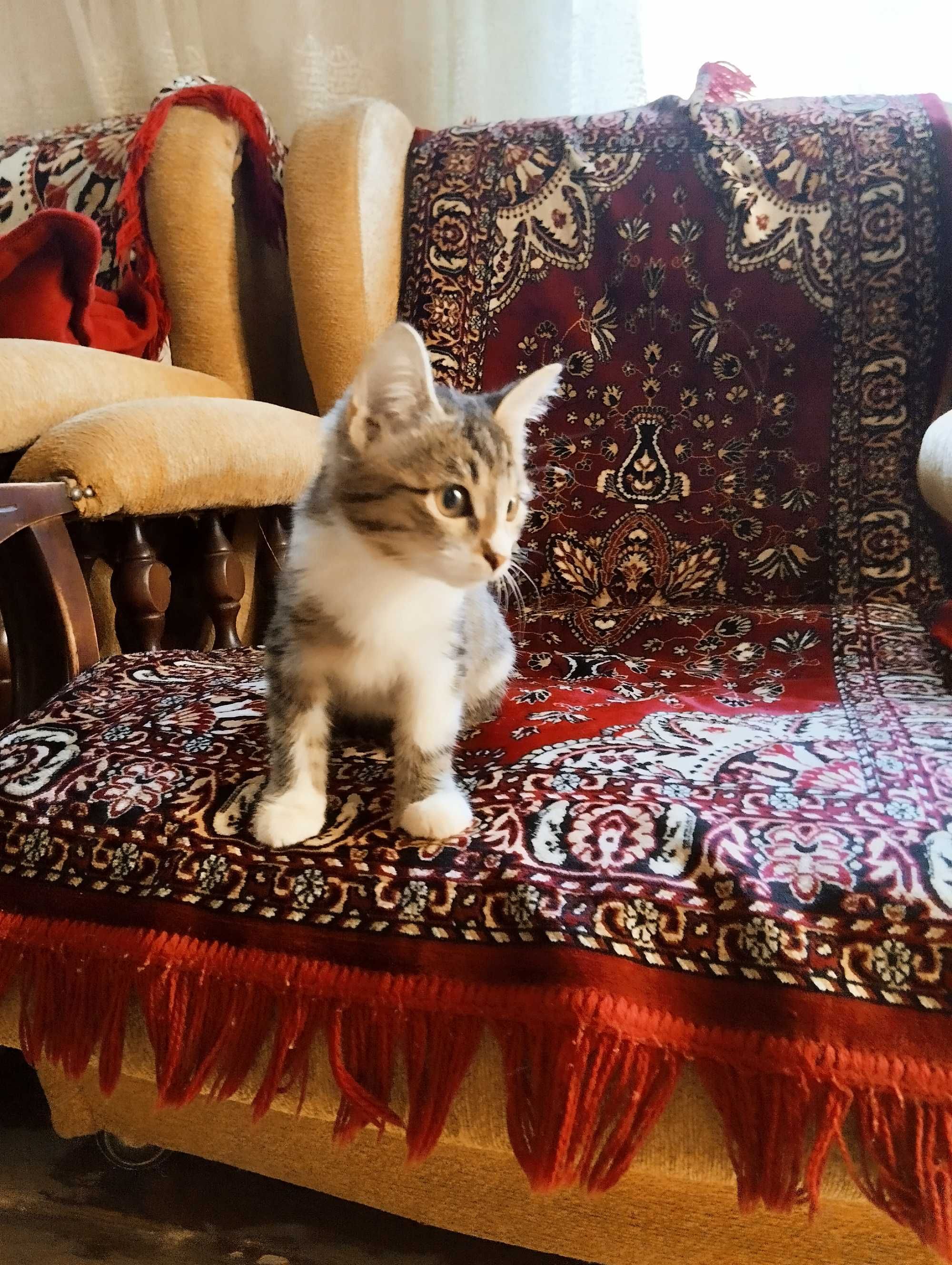 Нежнейшая кошечка тигрового окраса и игривая биколорная в добрые руки