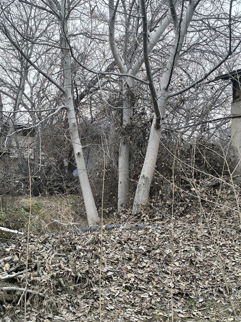 Yongʻoq daraxti 8 ta