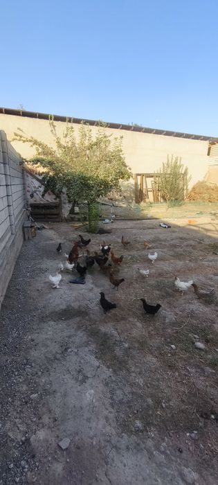 Тоуқлар сотилади домашний