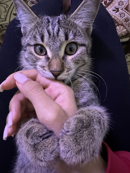 Кошка, девочка, в добрые руки