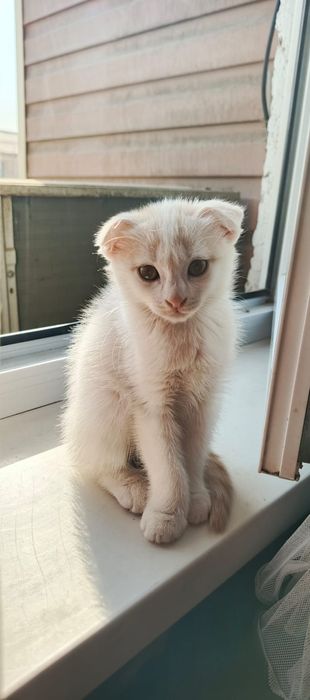 Продам котенка. Скоттиш фолд