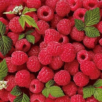 Vanzare plante zmeur/afin/mur