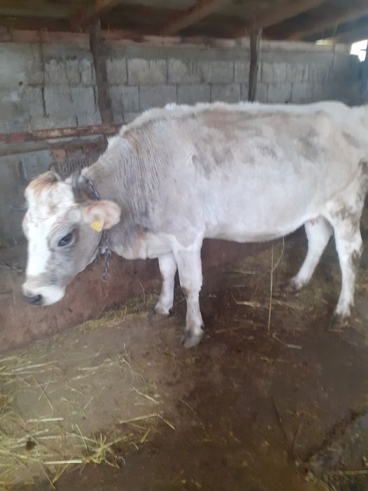 Vacă de vânzare rasă brună