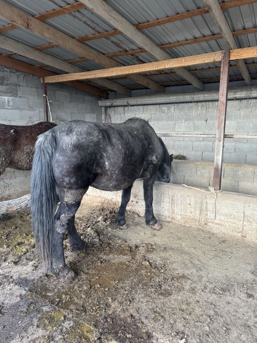 Жылқы Бие Тай Соғым