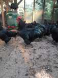 Vând cocoși de australorp nergu și unul albastru
In vârstă de 25 de să
