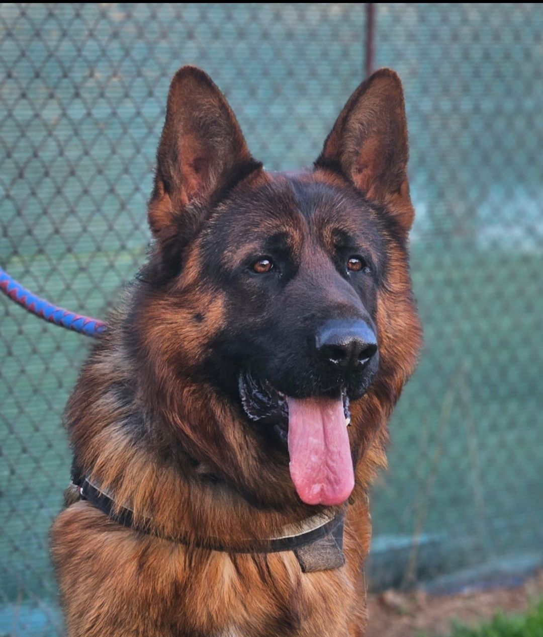 Ciobanesc German Talie mare cu pedigree impresionanti