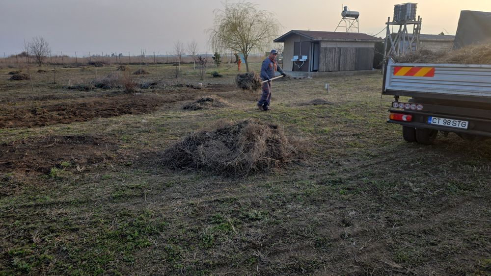 Defrișări tăieri pomii