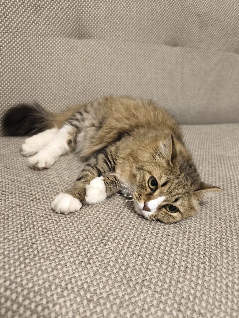Кошечка ищет дом