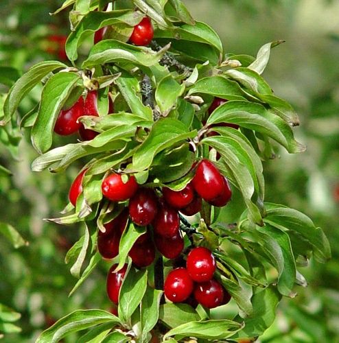 Arbusti fructiferi (Cornus Mas  )