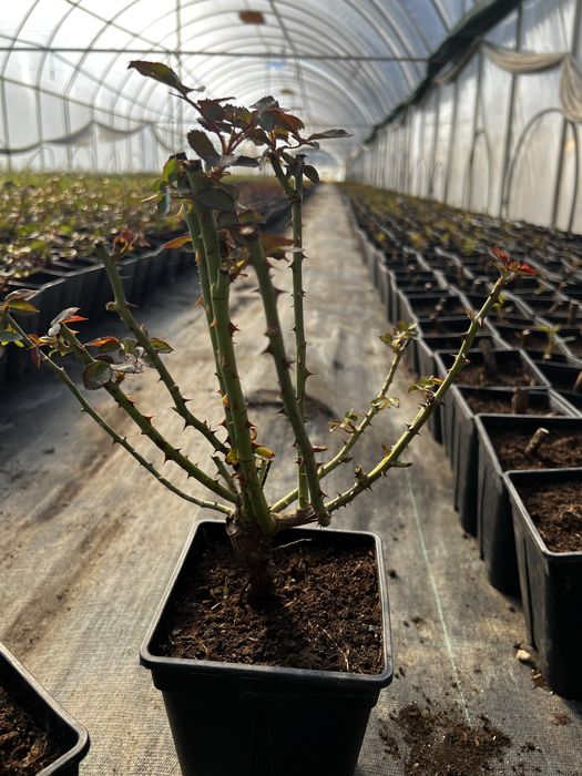 Trandafir in ghiveci