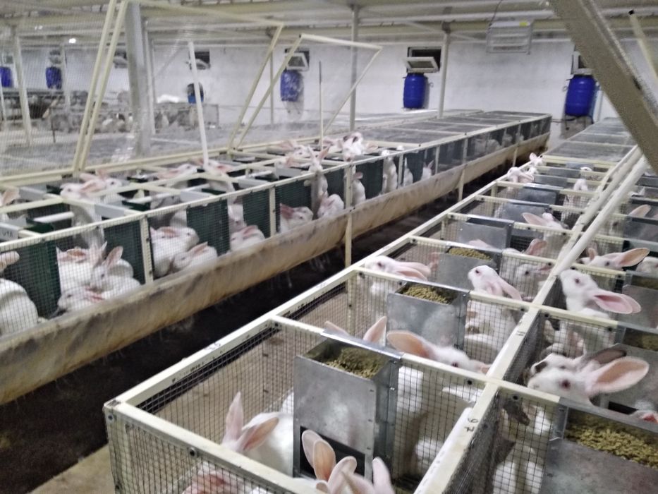 Клетка .Куёнлар  ва Жужа учун.