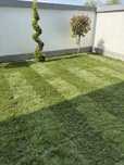 Gazon rulou plante piatra copacii