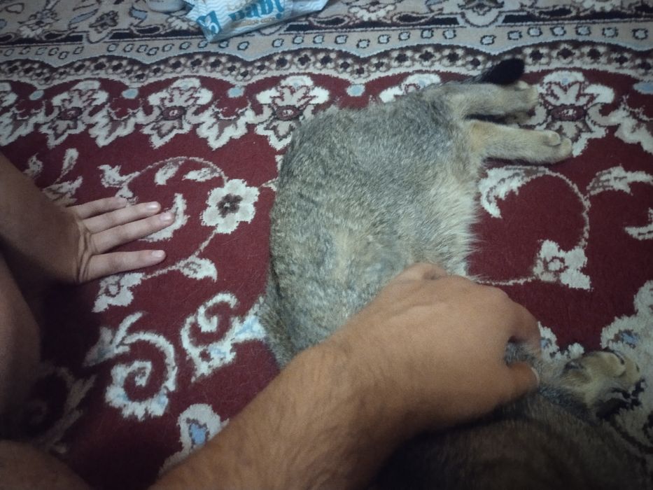 Viyaska xizmat qiz bola mushuklar taklif etamiz