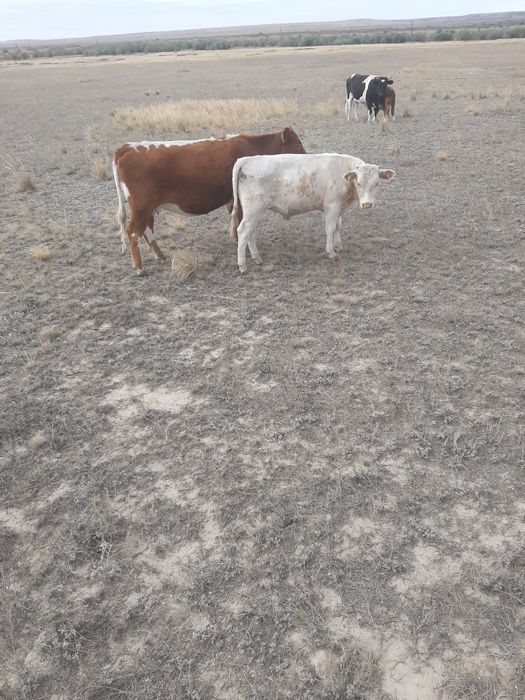 Бычок продажа февраль 2025 года