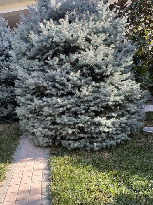 Ель голубая до 4 метров 8 шт