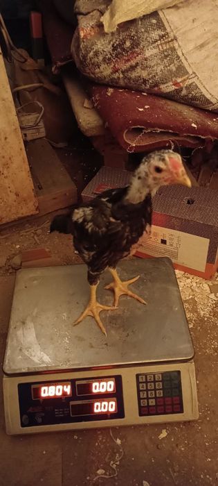 Dakan jojala sotiladi