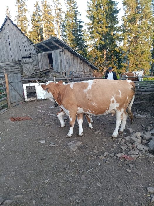 Vând vacă , vârsta 7 ani