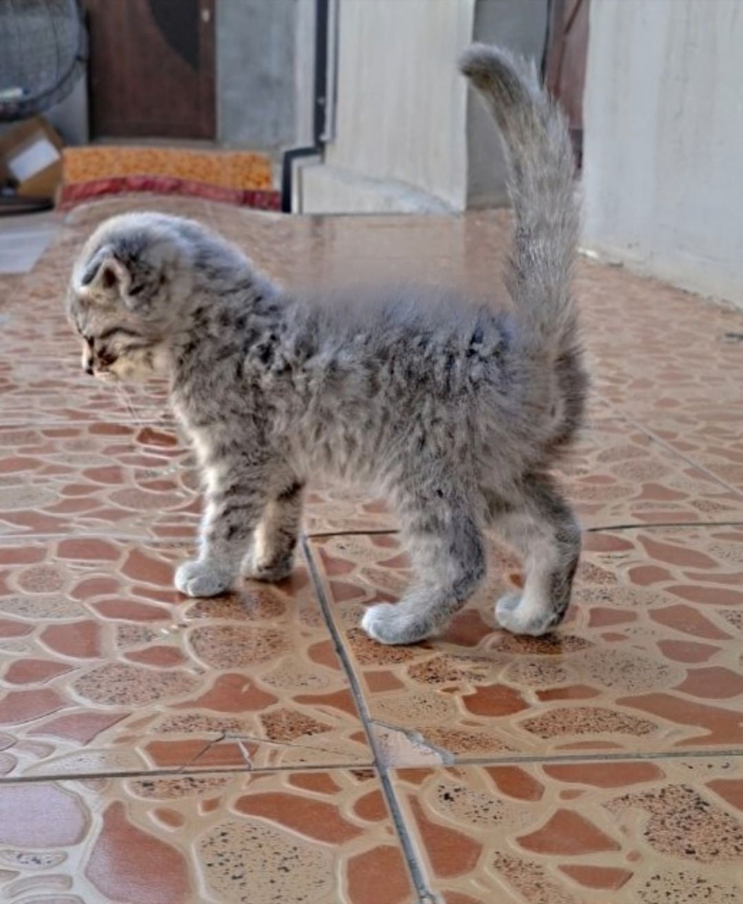 Срочно продаëтся шотландский котята.