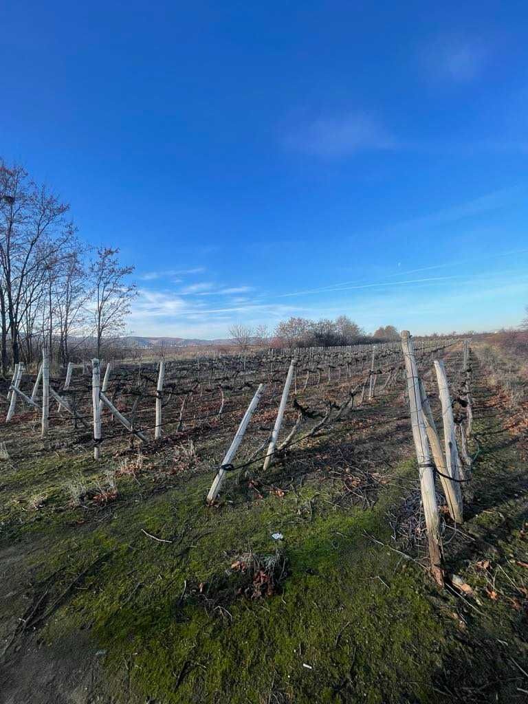 Продава се Парцел в с. Белащица, Област Пловдив - 5000 кв.м за 19 €/кв.м - Снимка #2