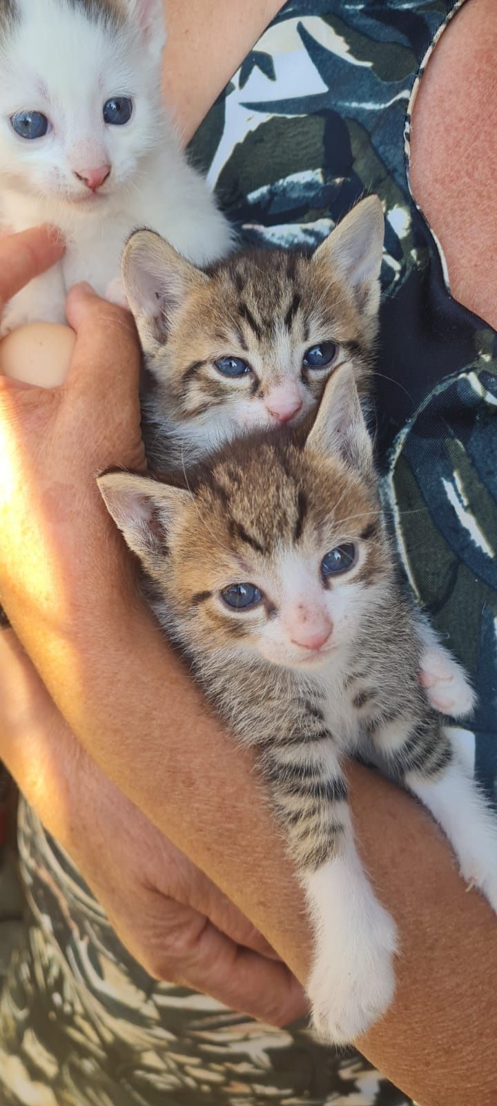 Dau spre adopție 3 pisicuți